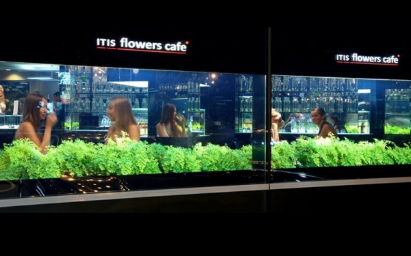 itis flowers cafe 08